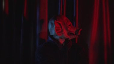 Odada kırmızı perdeli domuz maskeli bir adamın videosu var. Yüksek kalite 4k görüntü