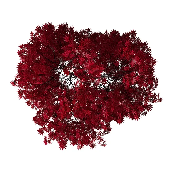 Ptačí pohled shora podzimní červené strom izolovaných na bílém — Stock fotografie
