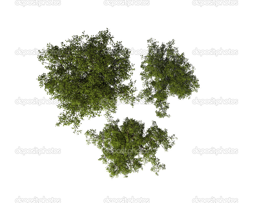 Set of Tree, View from the Above, Isolated on White Background