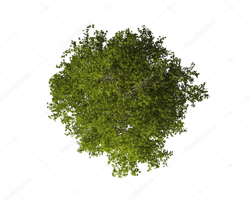 Tree from Above Isolated on White Background