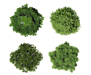 Üst görünüm rendelenen geniş yapraklı ağaçlar beyaz arkaplanda izole edilmiş, 3d görüntüleme.