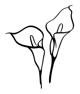 Calla Premium Vector Download For Commercial Use Format Eps Cdr Ai Svg Vector Illustration Graphic Art Design