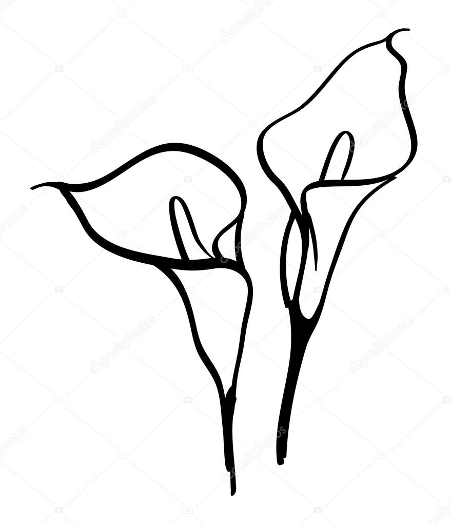 Flores alcatraces imágenes de stock de arte vectorial | Depositphotos