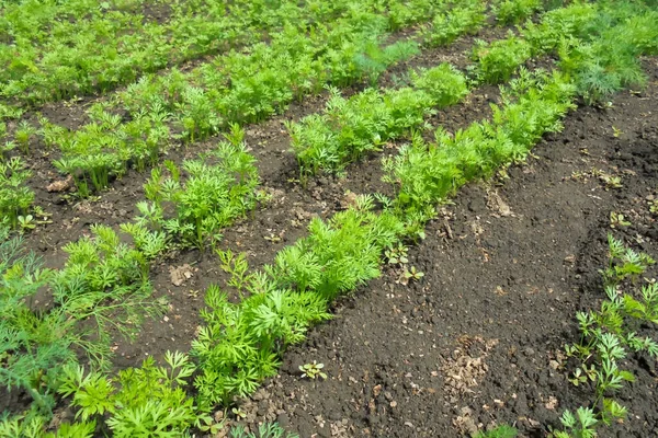 Una Cama Jóvenes Plantas Zanahoria Verde Jardín Verduras Vista Lateral —  Fotos de Stock