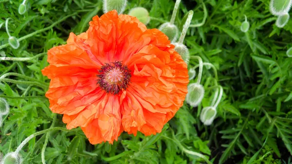 Jeden Krásný Oranžový Dvojitý Květ Trvalého Máku Rozmazaném Pozadí Zelených — Stock fotografie