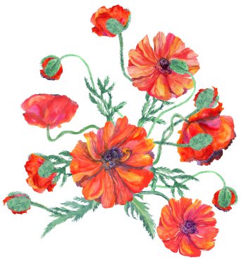 Ev dekorasyonu için beyaz arka planda izole edilmiş parlak kırmızı gelincikler.