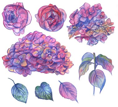 Çiçekli ortanca seti ve suluboya ile boyanmış gül yaprakları