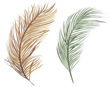 Boho tarzında suluboya ile boyanmış kuru palmiye yaprakları.