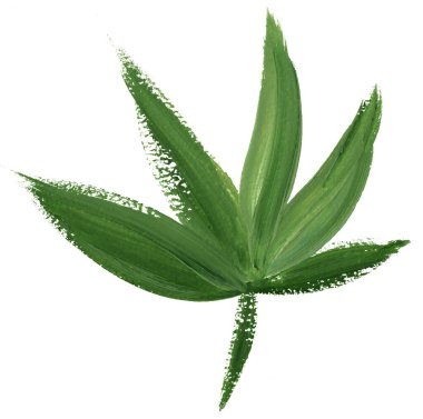 Beyaz bir arkaplanda kuru bir fırçayla guaj ile boyanmış palmiye yaprağı.