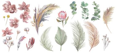 Bitkilerden, protea ve orkide çiçeklerinden kurumuş çiçeklerin suluboya koleksiyonu