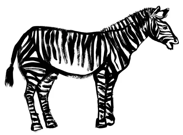 Czarno-biała ilustracja zebry narysowanej na białym tle — Zdjęcie stockowe