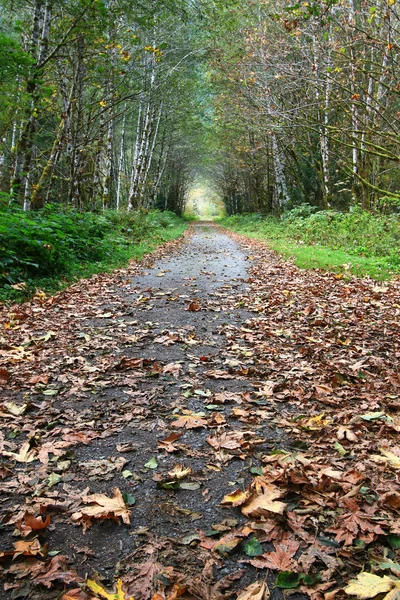 Folhas de queda em uma estrada rural . — Fotografia de Stock