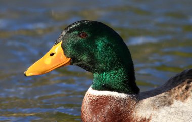 Bir Mallard yakın çekim