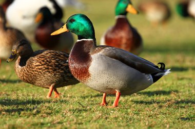 diğer ördekler ile yeşilbaş ayakta.