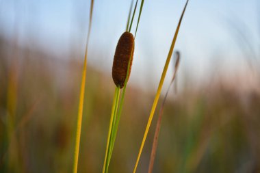  arkaplanda acil durum bitkisi