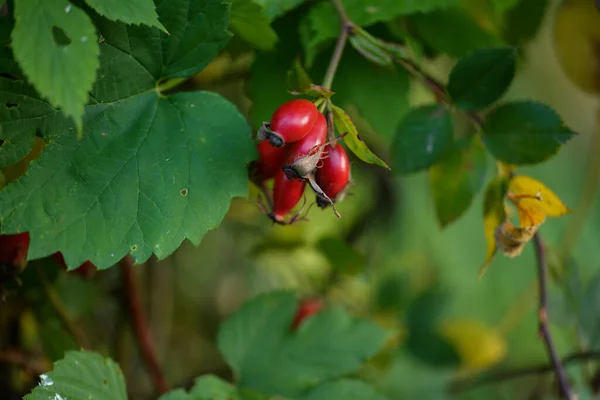 Rosehips Fundo — Fotografia de Stock