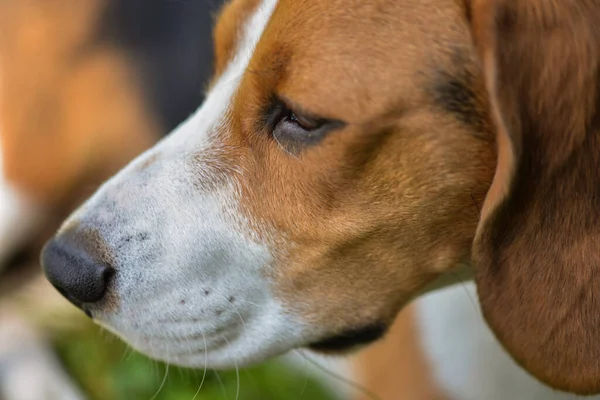  Bir köpeğin portresi.
