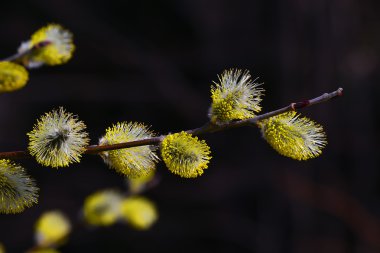 Paskalya bloom bahar Kukum