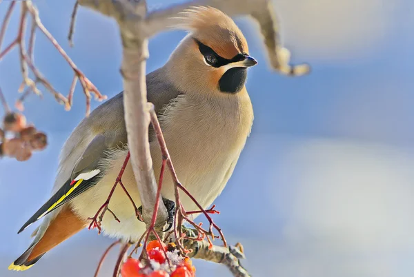Heldere vogel Pestvogels op een tak rowan. winter. — Stockfoto