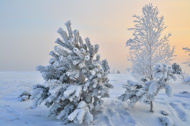 küçük bir kar köknar ağacı kaplı