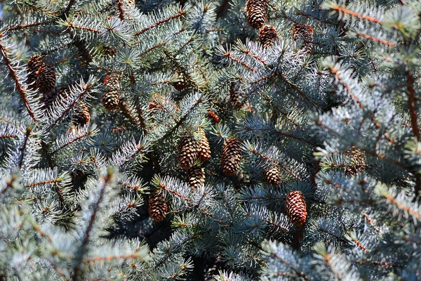 Blue Spruce — Stockfoto