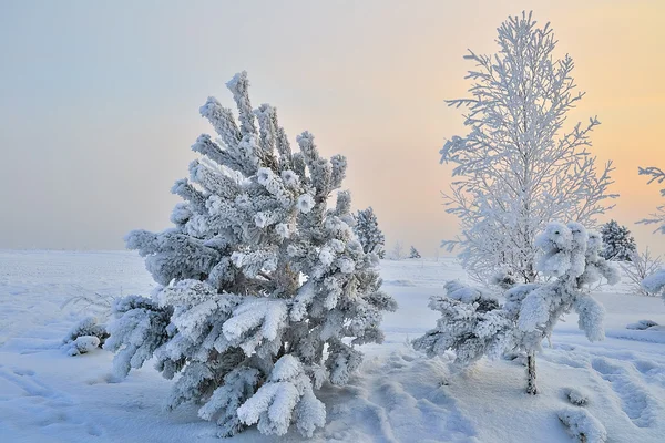 Een kleine sneeuw bedekt fir-boom — Stockfoto