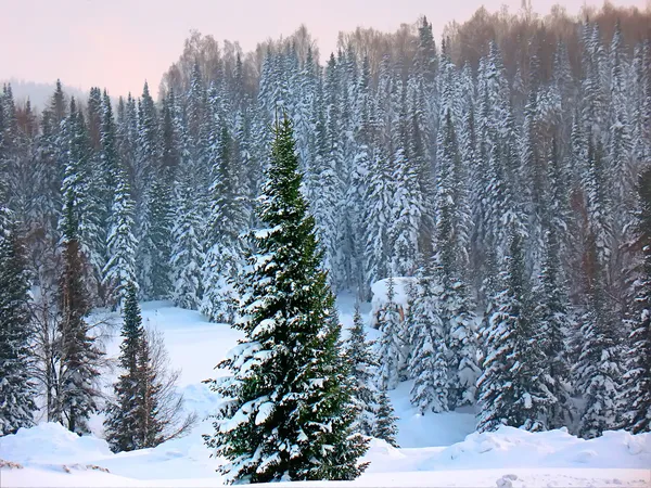 Un abeto de belleza en el bosque de invierno . —  Fotos de Stock