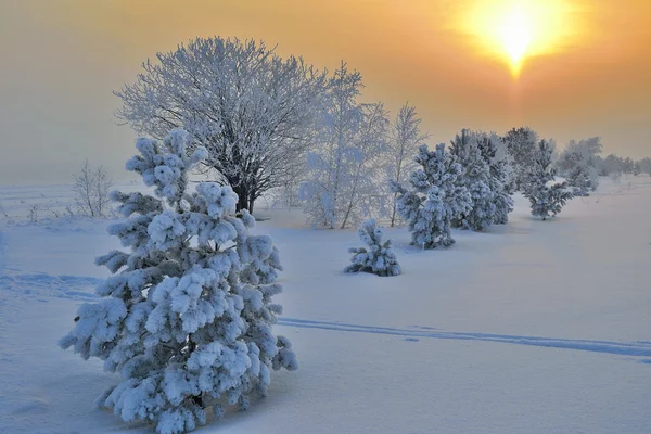 Winterlandschaft mit kleinen Kiefern. — Stockfoto