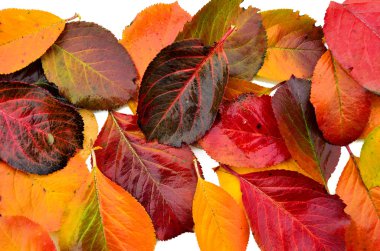 sonbahar yaprak paleti