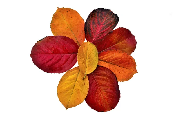 秋の葉のパレット. — ストック写真