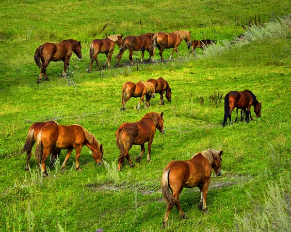 Pferde weiden auf der Weide. — Stockfoto