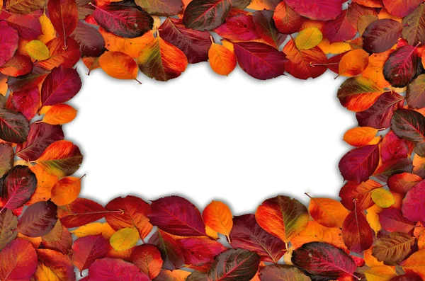 Fall leaves border on white. — Stock Photo, Image