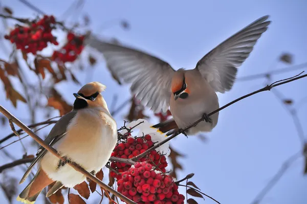 Bright birds Waxwing on a Rowan branch with the red berries. Winter. — Stock Photo, Image
