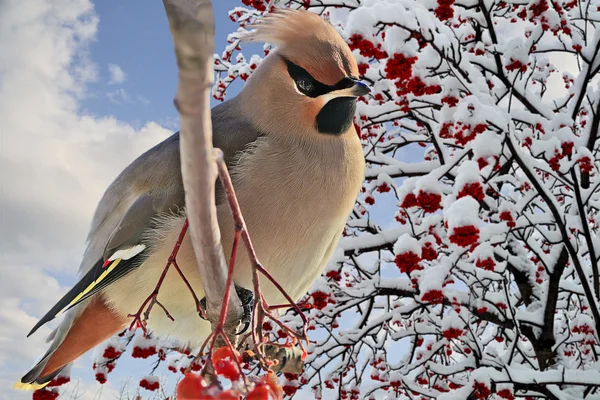 Heldere vogel Pestvogels op een tak rowan met de rode bessen. winter. — Stockfoto