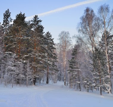 kış orman'ın mavi alacakaranlıkta