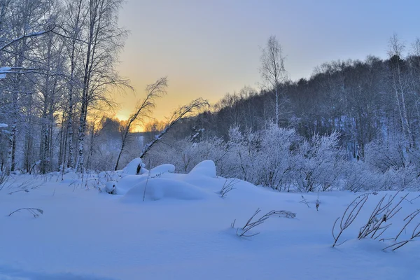 Le crépuscule bleu dans la forêt d'hiver — Photo