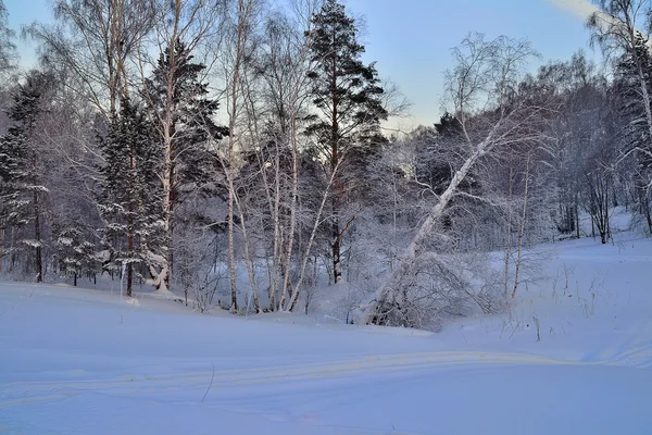 Blue Twilight in the winter forest — Stock Photo, Image