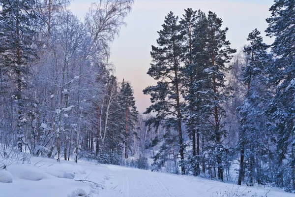 Crepúsculo azul en el bosque de invierno — Foto de Stock