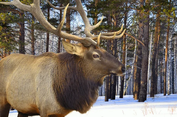 Red deer (Cervus elaphus sibiricus)