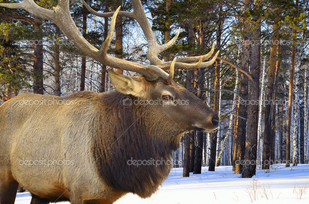 https://st.depositphotos.com/2334791/3597/i/950/depositphotos_35972327-stock-photo-red-deer-cervus-elaphus-sibiricus.jpg