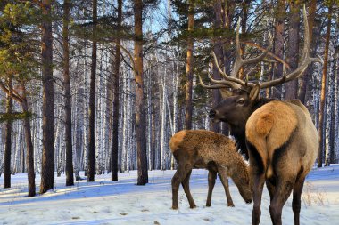 küçük Kızıl geyikler (cervus elaphus kemirgen ve Yetişkin)