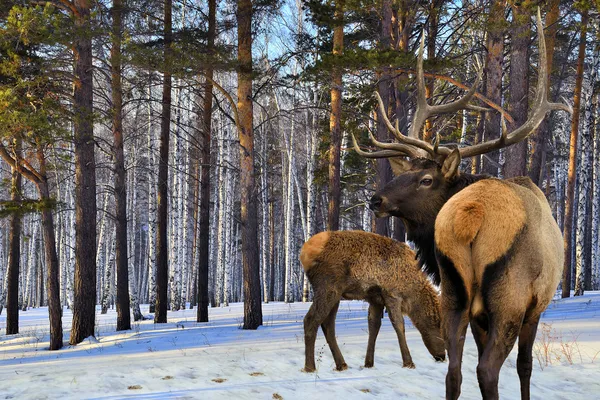 küçük Kızıl geyikler (cervus elaphus kemirgen ve Yetişkin)