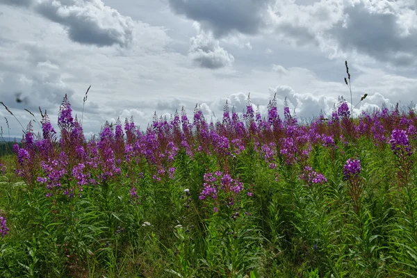 Růžové květy rosebay willowherb — Stock fotografie