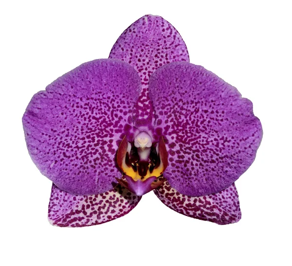 Uma flor de orquídea roxa — Fotografia de Stock