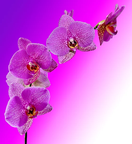 紫色兰花花 — 图库照片