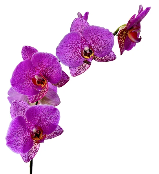 紫色兰花花. — 图库照片