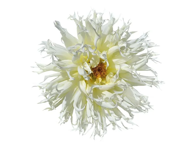 白いダリアの花 — ストック写真