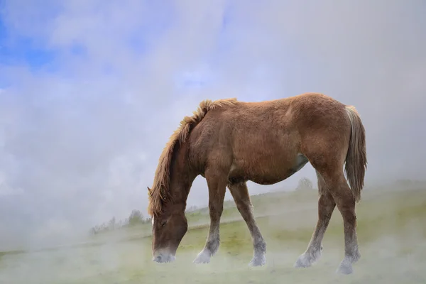 Ein Pferd im Nebel grast. — Stockfoto