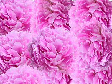 ροζ peonies - floral φόντο