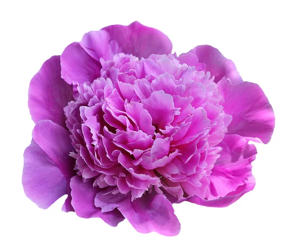 Peonia rosa — Foto Stock